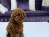 Baby face toy poodle yavrumuz