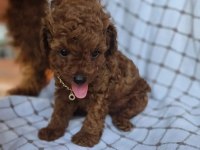 İzmir de ev üretimi wc eğitimli toy poodle