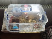 5 aylık erkek hamster