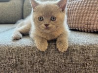 British shorthair dişi kedi yavrusu yuva arıyorum