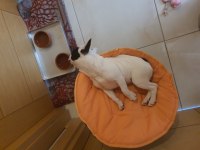 1 yaşında safran ırk gül kuyruk french bulldog