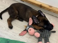 A kalite malinois yavrular