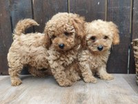 Dişi Ve Erkek Poodle Yavrular
