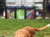 Golden Retriever İnsan Dostları
