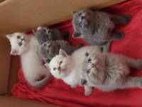 SCOTTİSH BRİTİSH AYI SURAT A KALİTE SAFKAN YAVRULAR