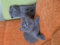 Süper kalite british shorthair yavrular