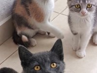 British shothair tabby