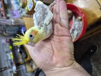 Evcil Sultan Papağanı Bebekler