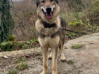 Çekoslovak wolfdog