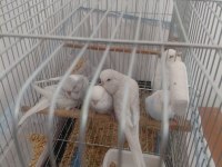 Ele Alıştırmalık Muhabbet Kuşu Yavrular