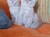 Safkan koca kafa bebek british shorthair yavrularım