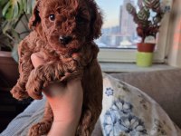 Toy Garantili 2 Dişi Poodle Ev Ortamından