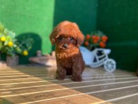 Toy Poodle Bebekler Referans Yavru Köpeğimiz