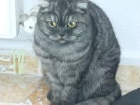 Evimizin scottish fold prensesi Mia