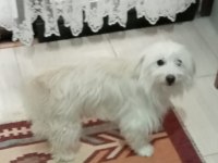 Dişi maltese 1 yaşında