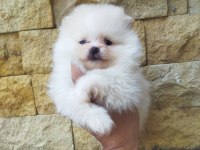 Pomeranian boo yavrularımız