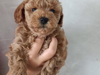 Toy Poodle Apricot Yavrularımız