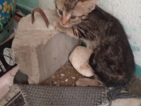 4 kardeş maviş göz kediler