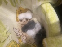 İRAN KEDİM YAVRULADI BAKABİLECEK AİLELER YAZSIN