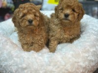 MÜKEMMEL BEBEK YÜZLÜ TOY POODLE BEBEKLERİMİZ