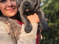 Üst kalite dev Cane Corso yavrularım