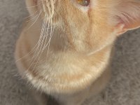 KEDİMİZ LEO İÇİN EŞ ARIYORUZ