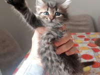 Yavru british longhair