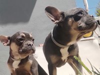 Blue tan french bulldog choco taşıyıcı dişi ve erkek 5 aylık