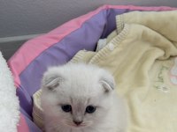 1.5 aylık tuvalet eğitimli mavi gözlü scottish fold