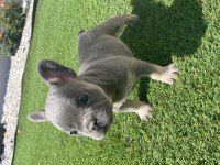 Fransız bulldog yavrular
