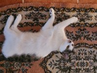 KEDİMİZE SICAK BİR YUVA ARIYORUZ