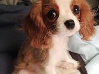 Efsane sevimli cavalier king charles yavrular