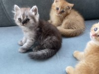 British Shorthair 50 Günlük Bebelerim