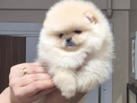 ÜST KALİTE TEACUP ORİJİNAL IRK ERKEK POMERANİAN