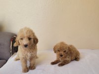 Çeşit Çeşit Maltipoo