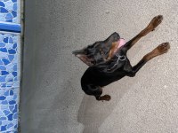 Anne Scr’li Doberman Yavrularımız