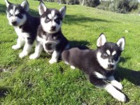Ruhsatlı Resmi İşletmeden Taksit Avantajıyla Husky
