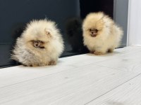 Erkek ve Dişi Pomeranian Yavrular