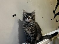 Acil Ankara Kedisi Sahiplendirme (Taşınıyorum)
