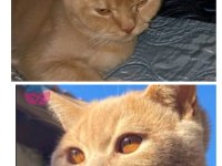 SARMAN KEDİMİZİ SAHİPLENDİRME