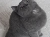 British shorthair dişi