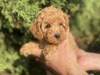 Mini Red Poodle (Teacup)