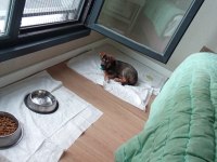 Alman kurdu köpeği