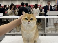 Safkan şecereli british shorthair bebeklerim