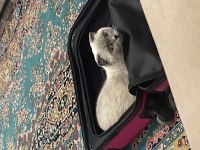 Blue point scottish fold