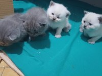 2 aylık yavru scottish fold kedimiz