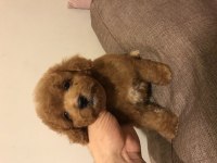 2. jenerasyon red maltipoo