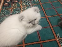 Scottish fold blue point