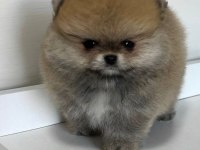 Pomeranian boo orjinal