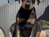 Show Kalite Doberman Yavrular